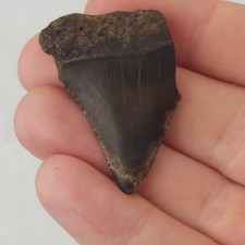 Great White 0.00
