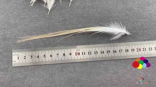 Natural Pheasant Tail Feathers 2-10inch/5-25cm 100 PCS Carnival For Crafts DIY - Vídeo 1 de 1