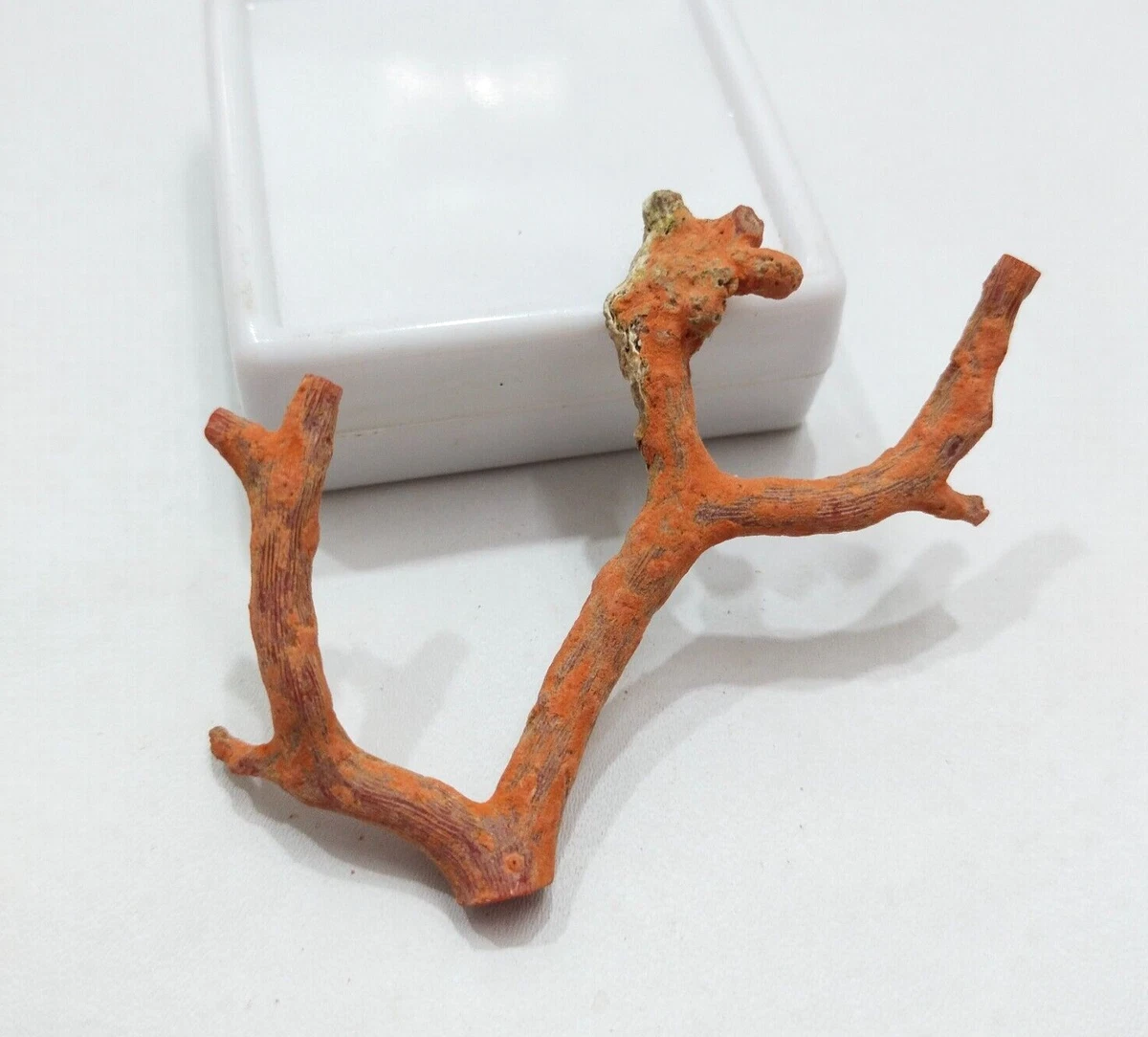 Red sale branch coral