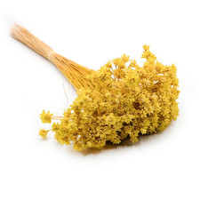 H&uuml;gelblume - Gelb