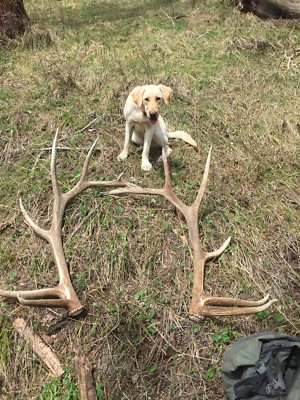 elk for dogs