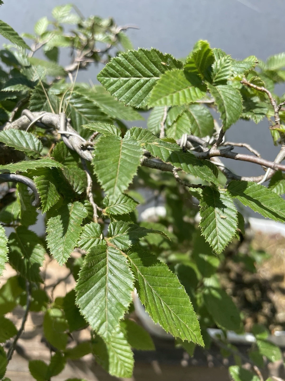 Photo 7/7