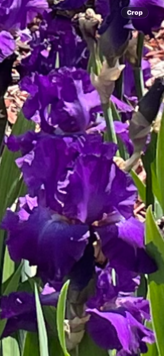 tall, purple bearded iris rhizome | eBay