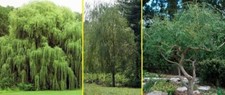 5 Willow Trees 2 Weeping Willow 2 Austree Hybrid Willow