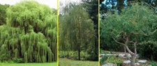 5 Willow Trees 2 Weeping Willow 2 Austree Hybrid Willow 1 Corkscrew Willow Trees