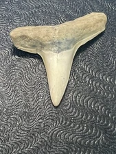 FOSSILIZED SHARK TOOTH…7/8 Inch LEMON from Bone Valley Florida 