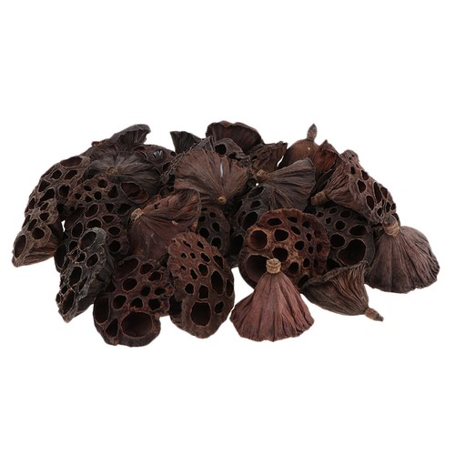 30 Mini Dried Brwon Lotus Without and Stems(1.2-4.7inch), - Picture 7 of 7