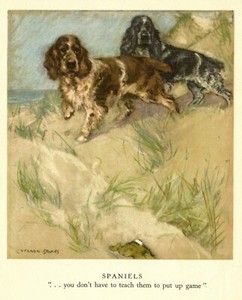 1947 Antique Springer Spaniel Print Cocker Spaniel Print Vernon Stokes Art 4128n