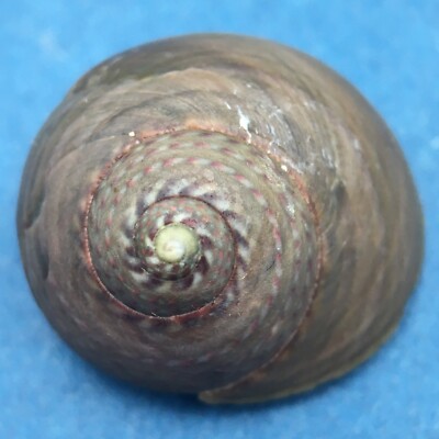 #4 Oxystele antoni 21mm Yellow Sands, South Africa, Between Rocks, Low Tide