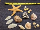 SEASHELL lot TROCHUS HARP VASUM STARFISH SCALLOP SNAIL beautiful ocean — photo 8