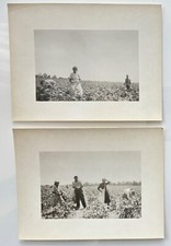 2 VINTAGE BW PHOTOS - Workers Picking Cotton - African Americans