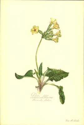 Schlüsselblume. Primula elatior. Kunstdruck nach Aquarell von Elsa M. Felsko.