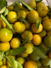 25 Calamansi Calamondin Fresh Organic Fruit Tree Seeds - NON-GMO