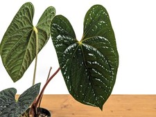 Anthurium Luxurians - Extra Large Size 4 Inch Pot or 6 inch pot Live Plant