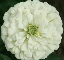 WHITE ZINNIA FLOWER SEEDS 100+ POLAR BEAR GARDEN bees BIRDS ANNUAL Free Shipping