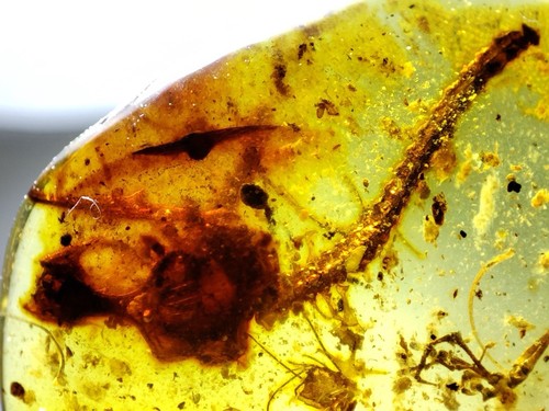 Fossil amber Insect Burmese burmite Cretaceous Lizard skeleton insect Myanmar - Picture 2 of 10