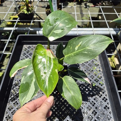 Philodendron White Princess Variegated exact plant, Fedex 2day*