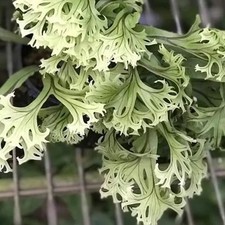 Microsorum FIREWORKS