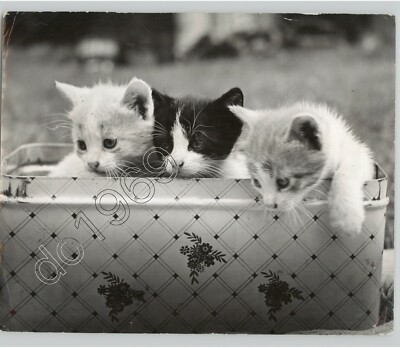 Three KITTENS In A Basket. VTG Press Photo Pets Axel F C Grosser PIX