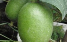 20 SEEDS for GREEN LIME citrus bush garden bed plant tree germination USA Seller