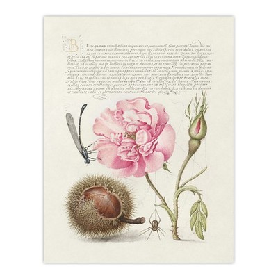 Damselfly Rose Chestnut Spider Calligraphy Wall Art Poster Print