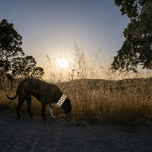 Reflektierendes Hundehalsband Größe L fluoreszierend blaze orange mit verstellbarem Verschluss - Bild 7 von 8
