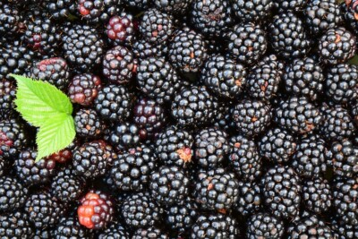 #ad Organic Blackberry 120 seeds Non GMO Healthy Garden Fruit $4.97