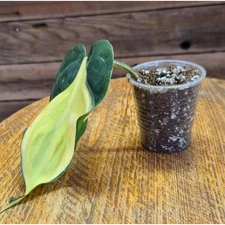 Philodendron Cream Splash variegated (1 leaf) 2.25" pot