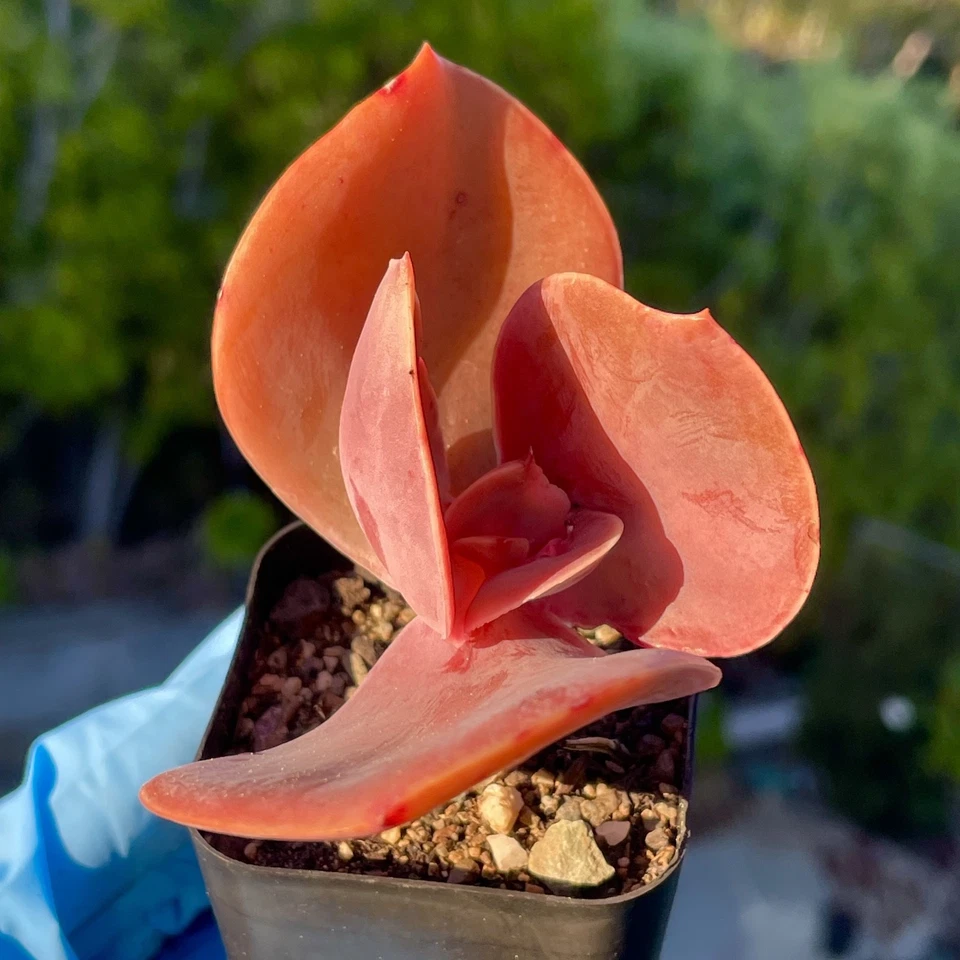 Raro Echeveria Suculento 2.5 Pulgadas Enraizado Saludable Fácil Cuidado Rosa Planta Viva Regalo Foto 2 de 4