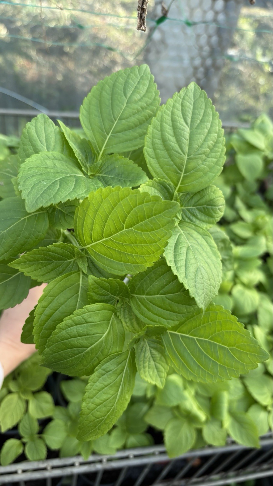 100 SamenKoreanische Perilla Shiso Sesame Blätter