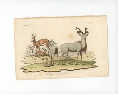 CUVIERS GAZELLE & KUDU  Hand-Colored Engraving Ancient and Modern Costumes 1843