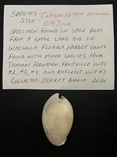 EXTINCT Fossilized COWRIE Shell ( Calusacypraea Myakka ) From Central Florida .