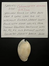 EXTINCT Fossilized COWRIE Shell ( Calusacypraea Myakka ) From Central Florida .