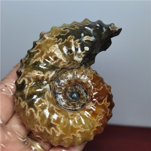284g Ammonit Exemplare natürlicher Muschel aus "Ziegenhorn" Madagaskar A20 - Bild 2 von 12