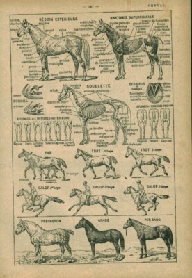 Altes Dokument Pferd aus dem Buch von 1934