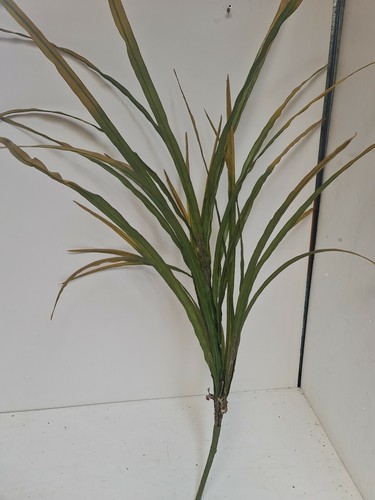 3 X Artificial green/yellow Leaf Orchid large Plants 100cm Foliage, Greenery - Picture 8 of 12