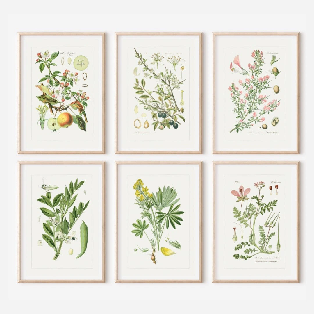 Botanical prints clearance