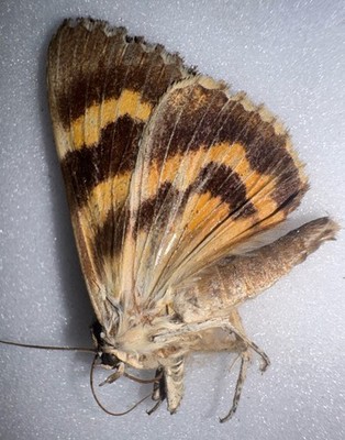 JS6 - YELLOW CATACOLA UNDERWING MOTH - 18