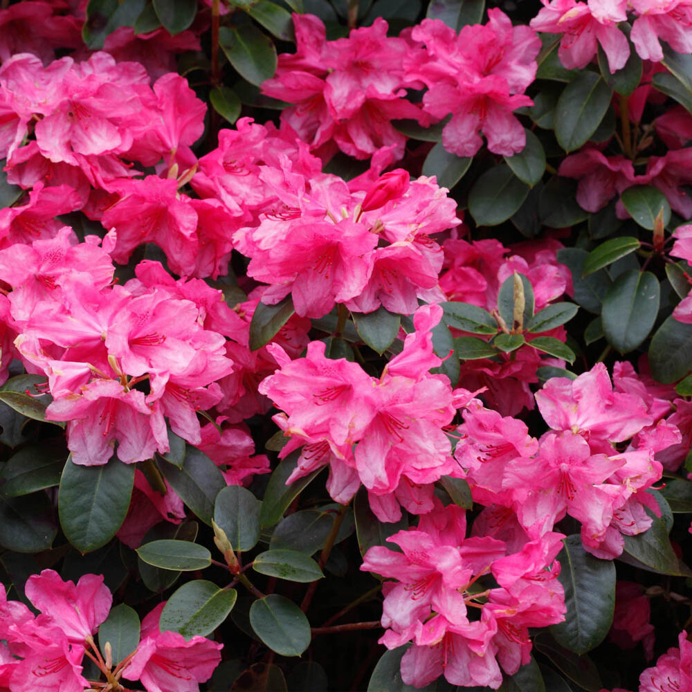 Rhododendron 'Blaauw's Pink' 9cm eBay