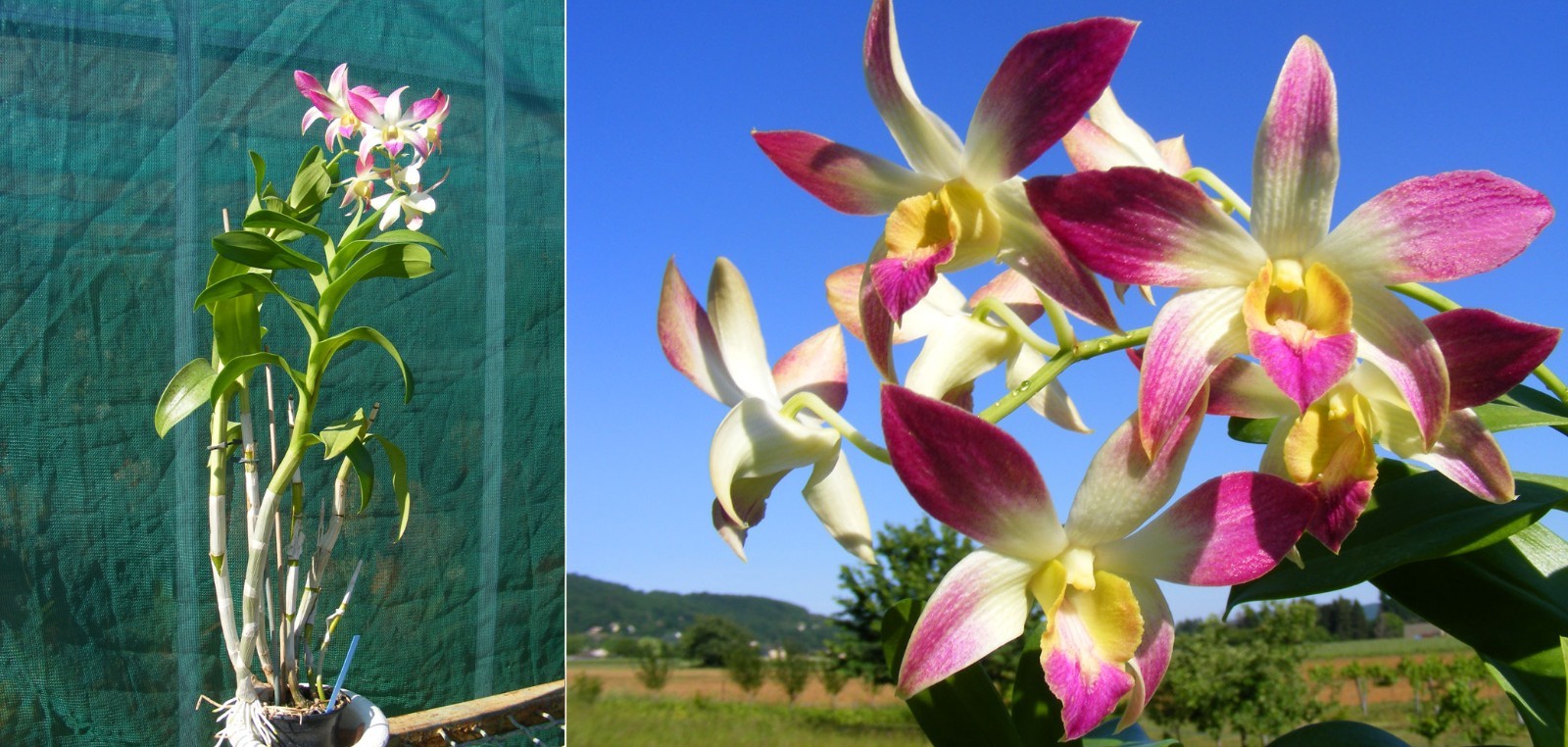 Orchée Dendrobium Caesar 'Hawaii' x self, plante exotique de 30cm en pot pour collectionneurs