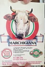 POSTCARD BREED MARCHE ABRUZZO RO.MA.CH BREEDERS REUNITED ROME-1266