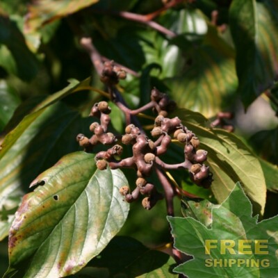 JAPANESE RAISIN TREE Hovenia Dulcis - 15 SEEDS. FREE S&H | eBay