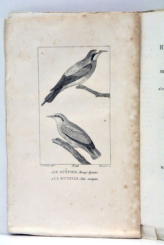 Histoire naturelle de BUFFON nouvel ordre CUVIER Tome 24e Planches Oiseaux 1826 - Picture 3 of 10