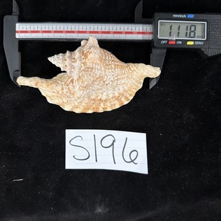 Strombus Gallus (Rooster Conch) Shell 111.8mm No Data (S196)