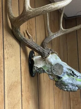 10 European skull mount hangers