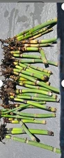 10 piece Horsetail Plant Cuttings to Grow - Equisetum - Great Aquatic Feature 