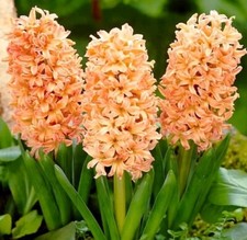 3 x Orange HYACINTHS - Gipsy Queen - SCENTED Spring