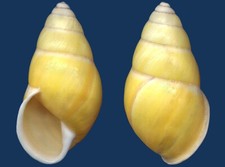 Shell Amphidromus basilanensis Landashell