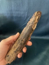 Ceratopsian Petrified Woody Keratin Horn Cretaceous Dinosaur Fossil So. Florida