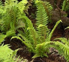 2 X LARGE Dryopteris atrata  (Male Fern) Free Postage. UK SELLER.